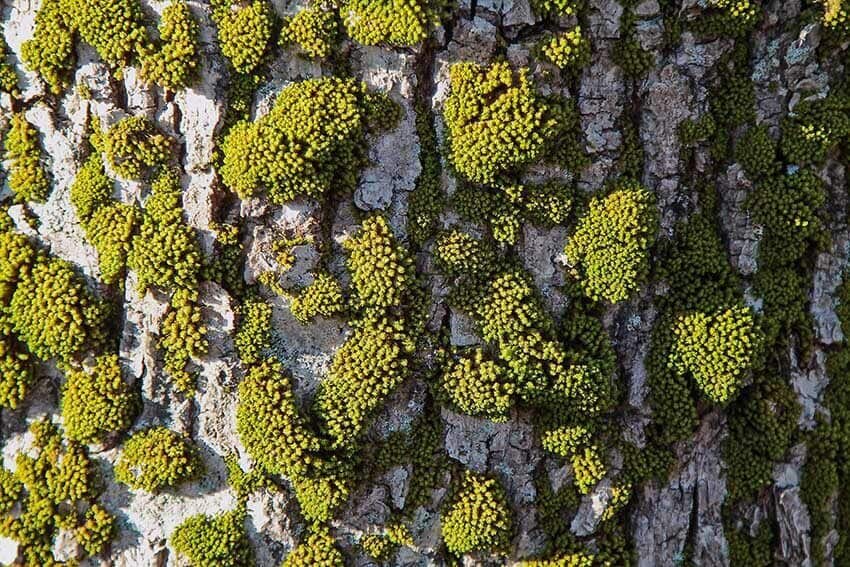 https://allthatwalls.com/2017/03/09/macro-at-its-best-2/